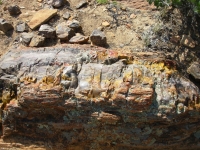 Petrified Wood at Escalante SP